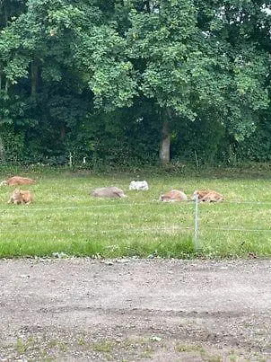 Δωμάτια σε οικογενειακή κατοικία Hojmosegard *